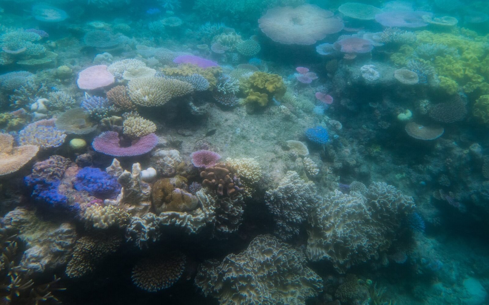 Coral reef ecosystem affected by ocean conditions