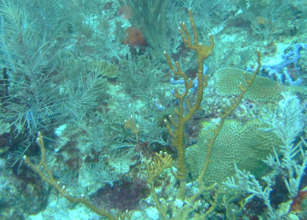 11-signs-ocean-under-unusual-stress-inside-zrzdb